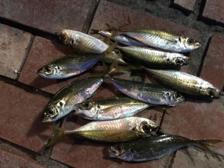 小アジ　赤多い