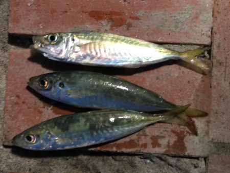 コアジ3匹、イワシ13匹