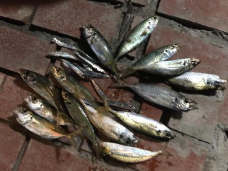 コアジ13匹、コイワシ13匹