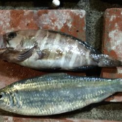 アジ12匹、マハタ1匹、コノシロ1匹