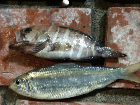 アジ12匹、マハタ1匹、コノシロ1匹