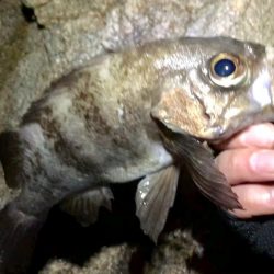 週の真ん中メバリング！