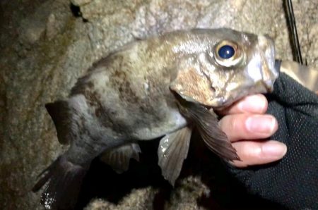 週の真ん中メバリング！