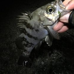 前人未踏のポイント新規開拓!?