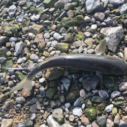 ボラばっかり……