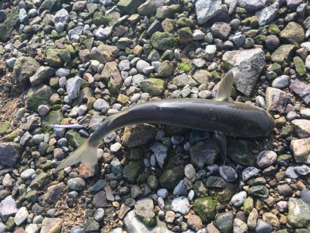 ボラばっかり……