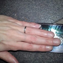 平成最後の春タチ釣行