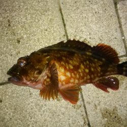 メバルプラッギング!