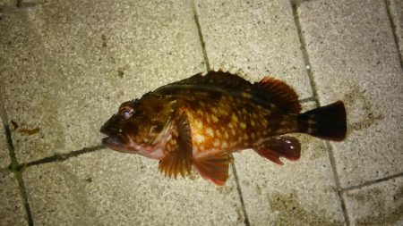 メバルプラッギング!