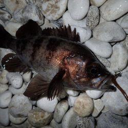 泉佐野サーフエリアでメバリング(^^)