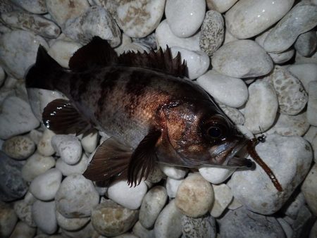 泉佐野サーフエリアでメバリング(^^)