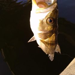 朝練シーバス ゲット