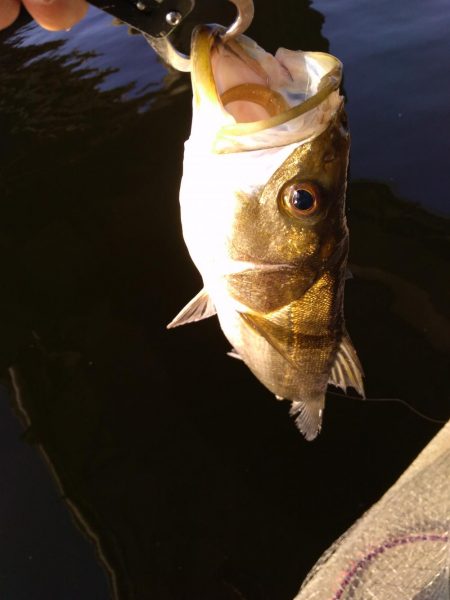 朝練シーバス ゲット