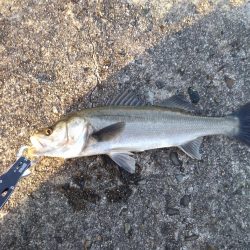 神戸港　シーバス好調