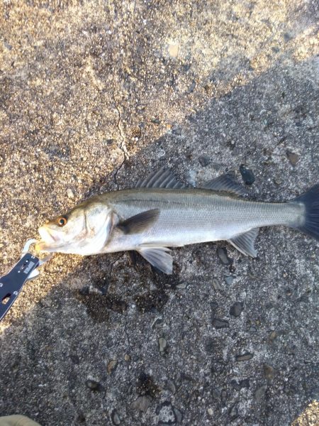 神戸港　シーバス好調