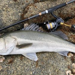 イワシパターンで完全攻略