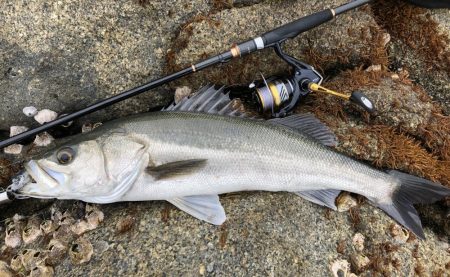 イワシパターンで完全攻略