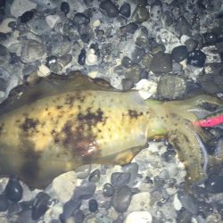 石津浜でアオリイカ２キロオーバー