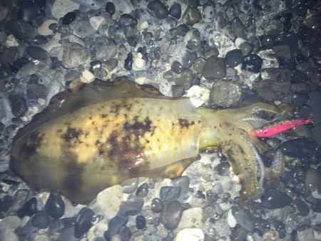 石津浜でアオリイカ２キロオーバー