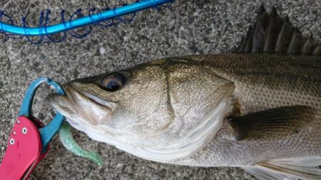 朝練夜明けシーバス調査