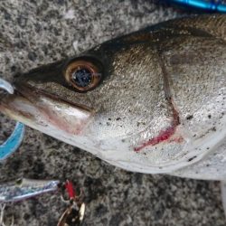 朝練イワシパターンシーバス連続ヒット！