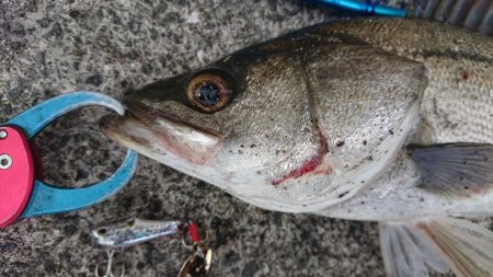 朝練イワシパターンシーバス連続ヒット！