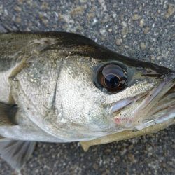 仕事帰りの短時間デイゲームシーバス調査