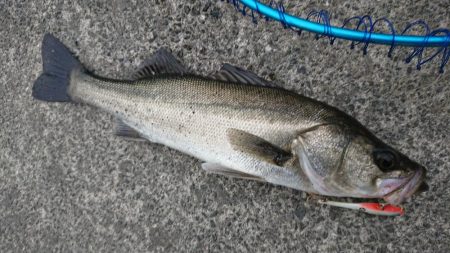 最後はエリテンでサバもきた！