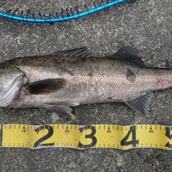 GW朝練シーバス調査