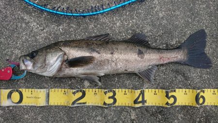 GW朝練シーバス調査