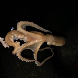 二見メバリング・ライトワインド