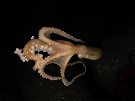 二見メバリング・ライトワインド