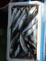 久里浜黒川本家 釣果