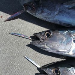 へいみつ丸 釣果