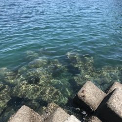 春イカ、、、のはずが寒波で激シブのエギング