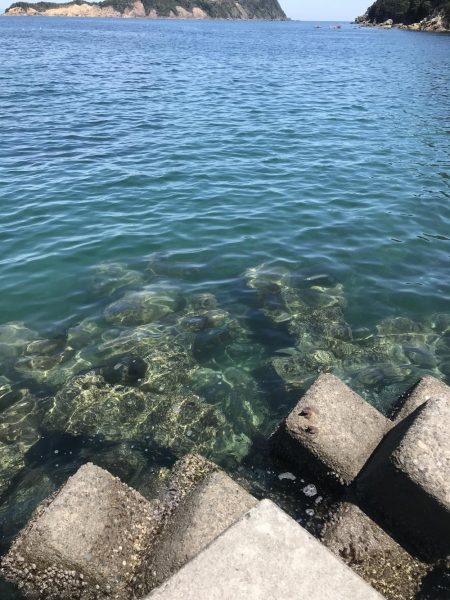 春イカ、、、のはずが寒波で激シブのエギング