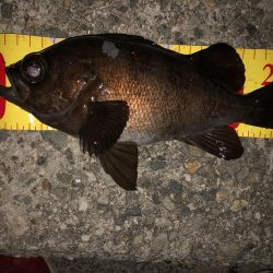 メバリングフィーバー!