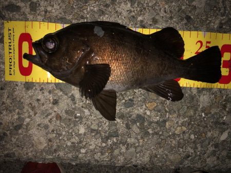 メバリングフィーバー!