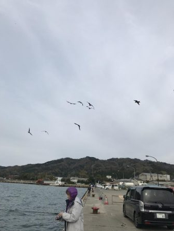 コウイカ釣れた