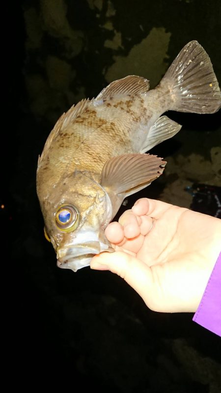 今期も4匹目の尺メバル