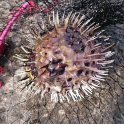 コウイカイマイチ