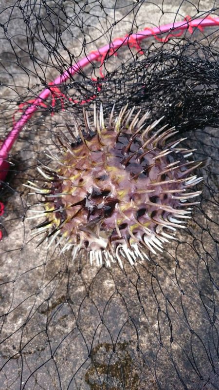 コウイカイマイチ