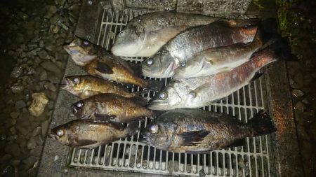 今日も尺メバル