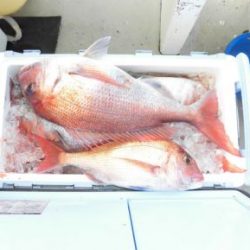 真鯛釣り