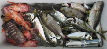 土佐安芸のハマちゃんの釣果