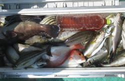 土佐安芸のハマちゃんの釣果