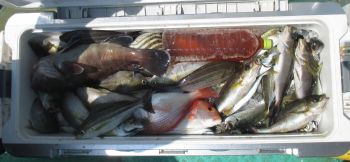 土佐安芸のハマちゃんの釣果