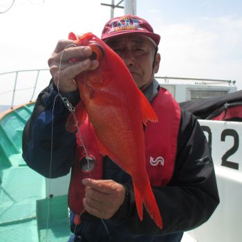 土佐安芸のハマちゃんの釣果
