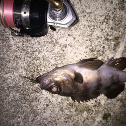 月明かりメバリング