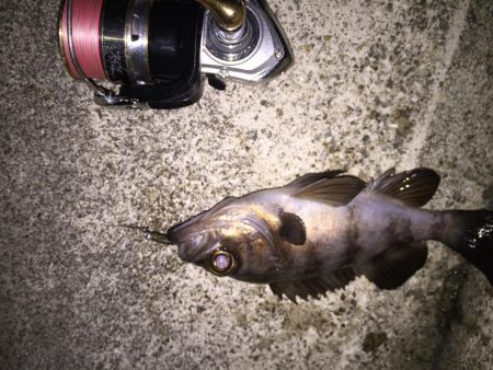 月明かりメバリング